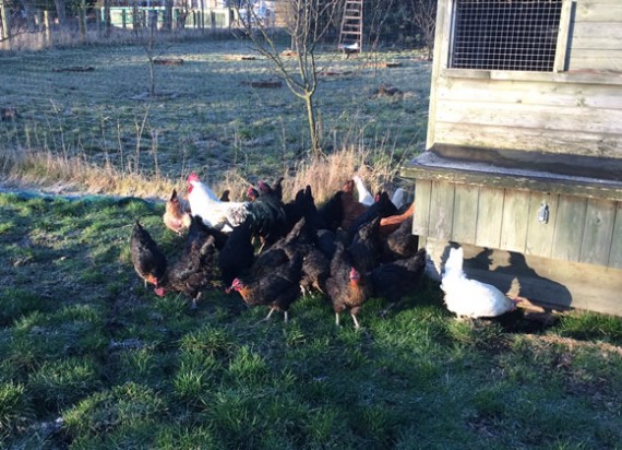 Hens out