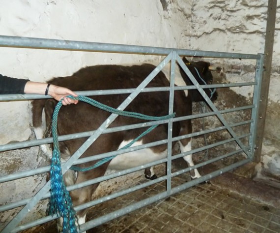 Home-made cattle crush