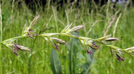 Italian ryegrass