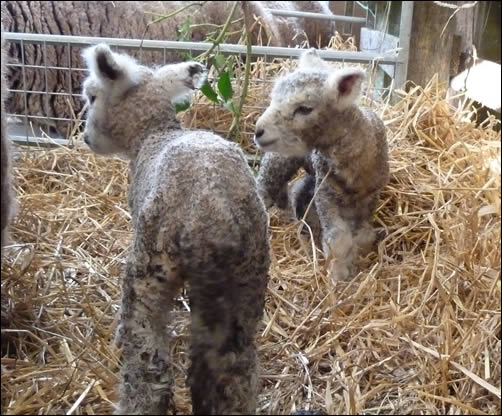 Juno's White Ryeland Lambs