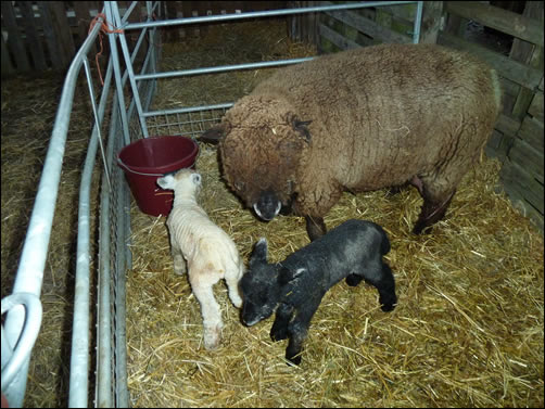 Jura and her lambs