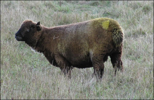 Jura's yellow backend