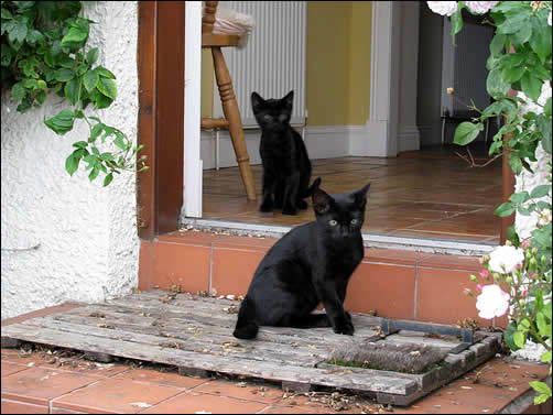 Kittens