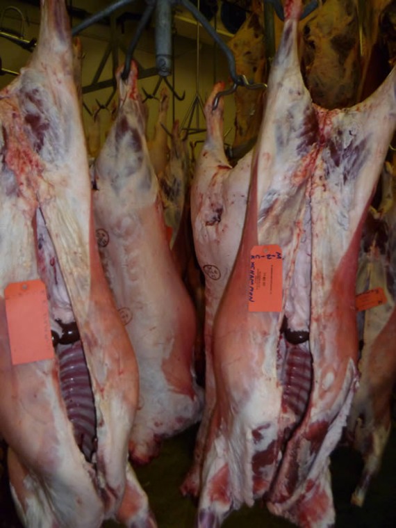 Ryeland lamb carcases