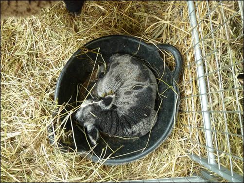 Lyra's lamb in a trug