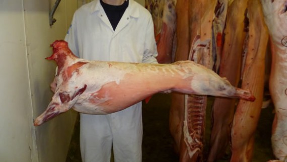 Ryeland lamb carcase