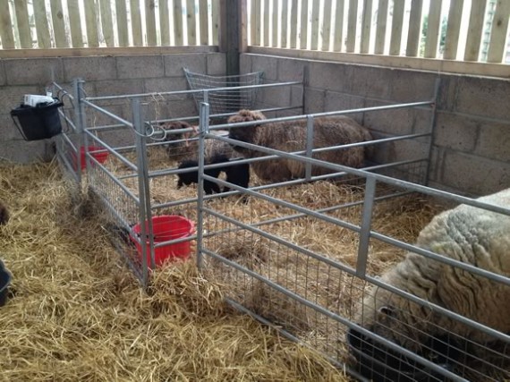 Occupied lambing pens