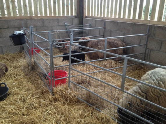 Lambing pens