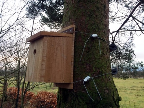 Larch bird box