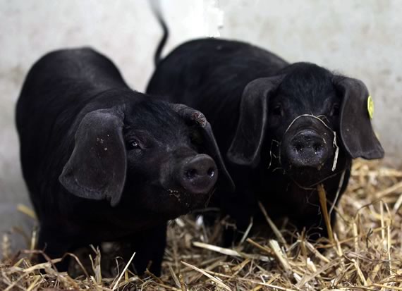 Large Black piglets