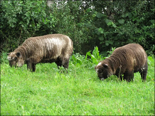 Lucy and Luna, new Ryeland sheep