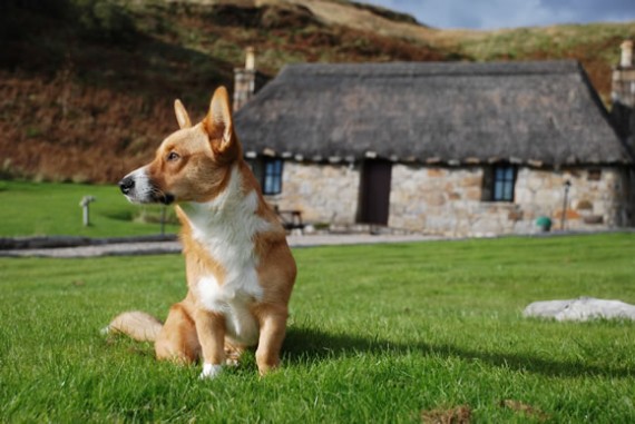 Bryn at Mary's Thatched Cottages