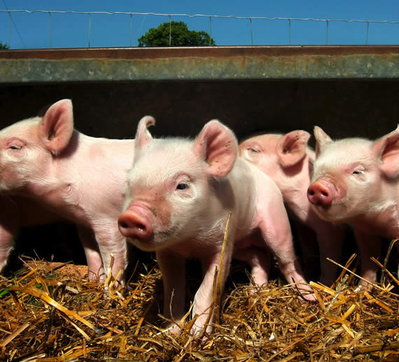 Middle White Piglets