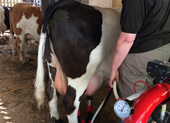 Milking Annie