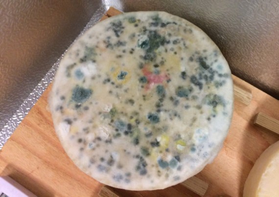 Mouldy bandaged Cheddar