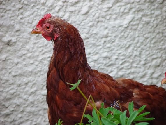Moutling hen