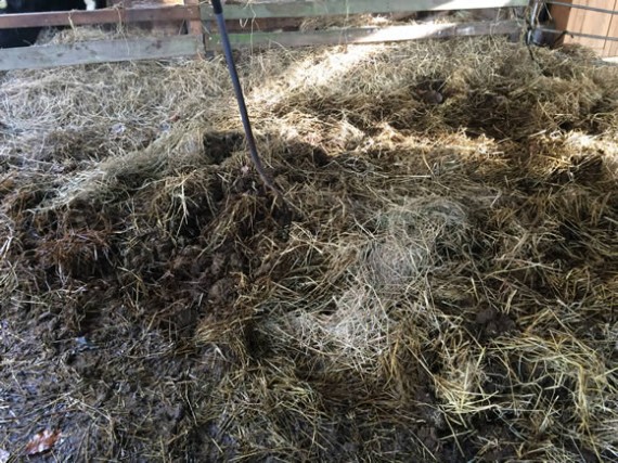 Mucking out Rosie's pen