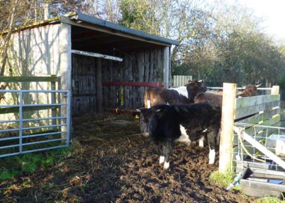 Mucky field shelter