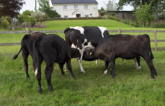 Multiple-Suckling with Shetland Cattle