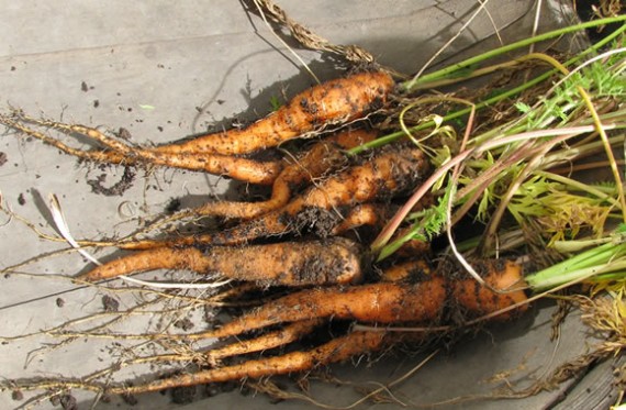 Freshly harvested carrots