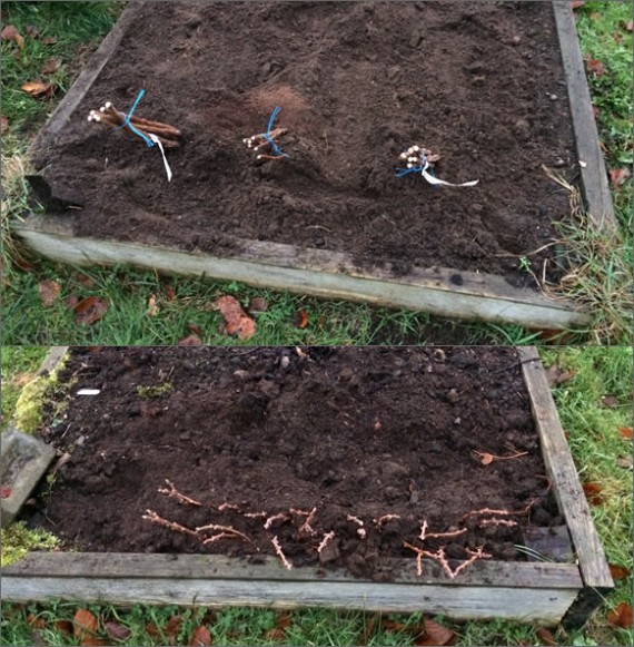 New raspberries, blackcurrant cuttings