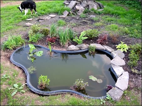 New pond