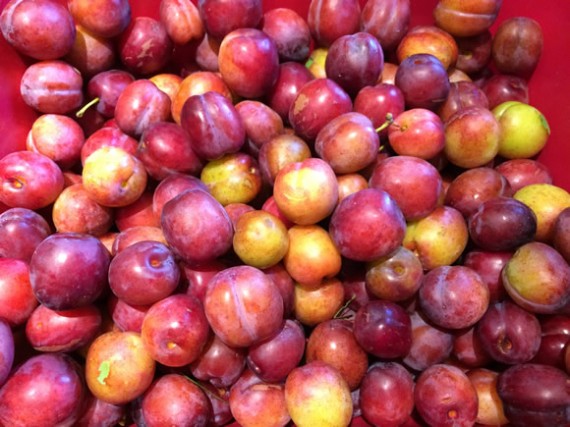 Opal plums