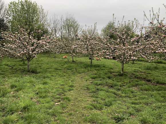 orchard