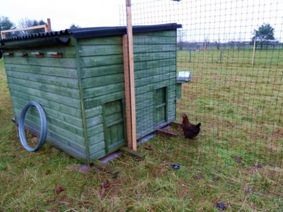 Orchard fencing in progress