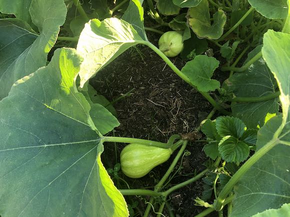 butternut