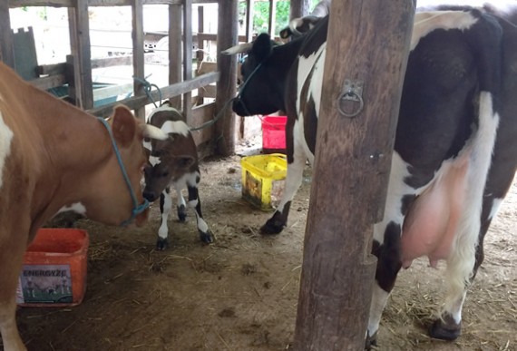 Panda's first barn trip