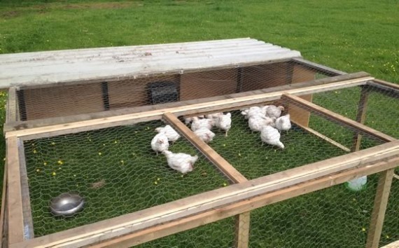 Poultry pen close-up