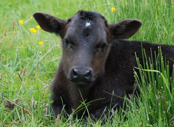 Paulo Shetland bull calf