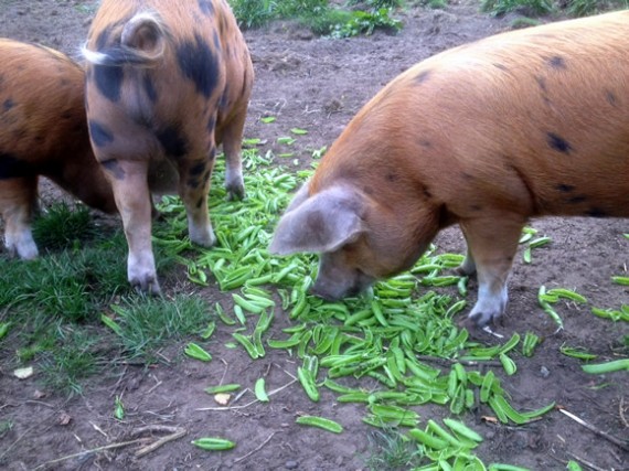 Pea pods for pigs