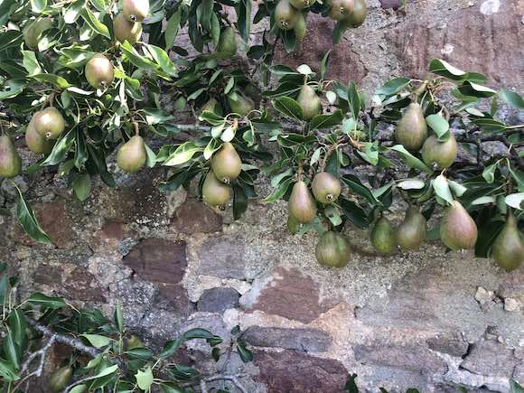 pears
