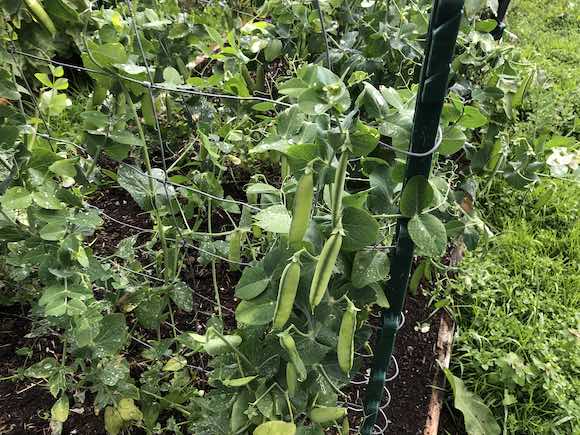 peas