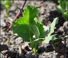 Nibbled peas