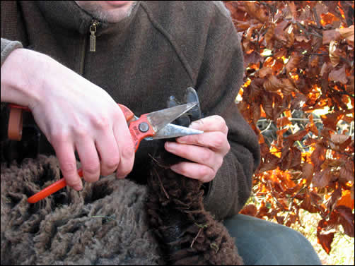 Dan trimming Jinx's feet