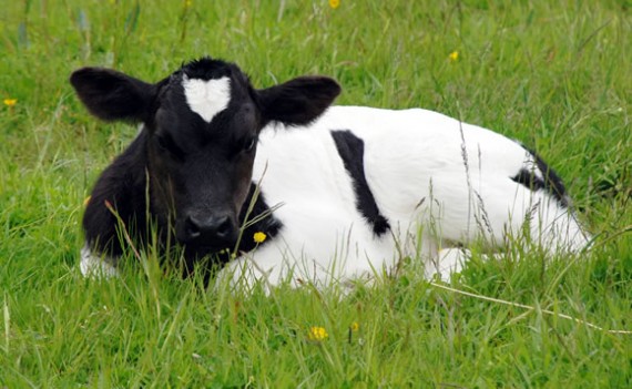 Pedro, Shetland bull calf