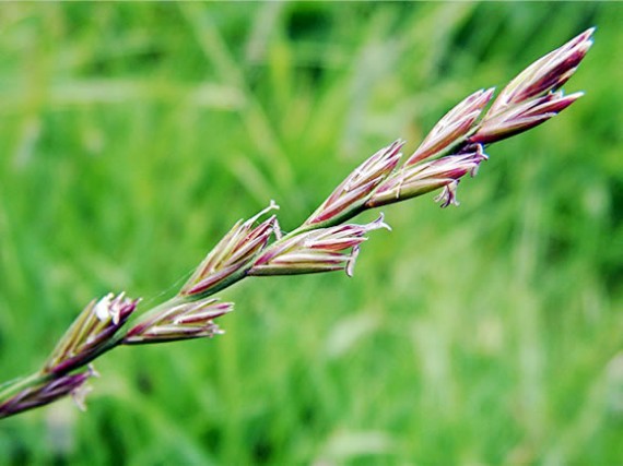 Perennial Ryegrass