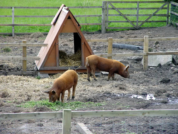 Pig ark