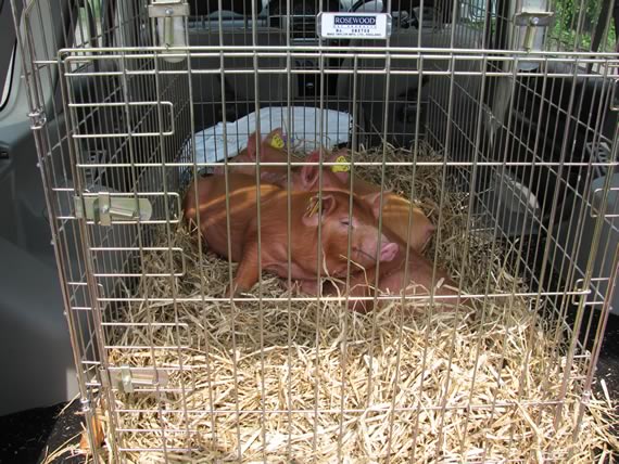 Weaners in a puppy cage