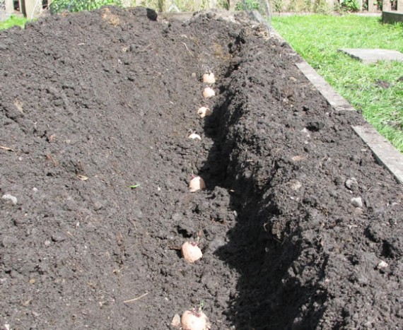 Planting potatoes