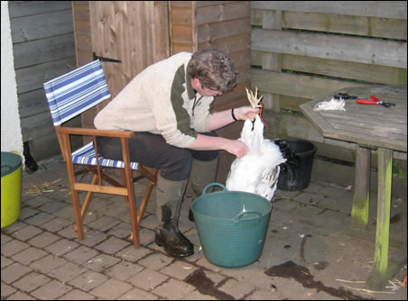 Rosemary plucking