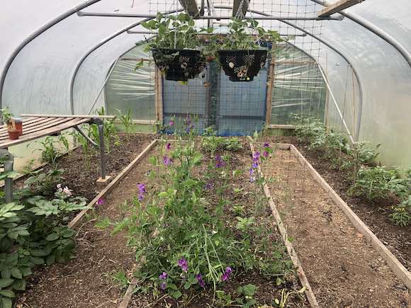 polytunnel