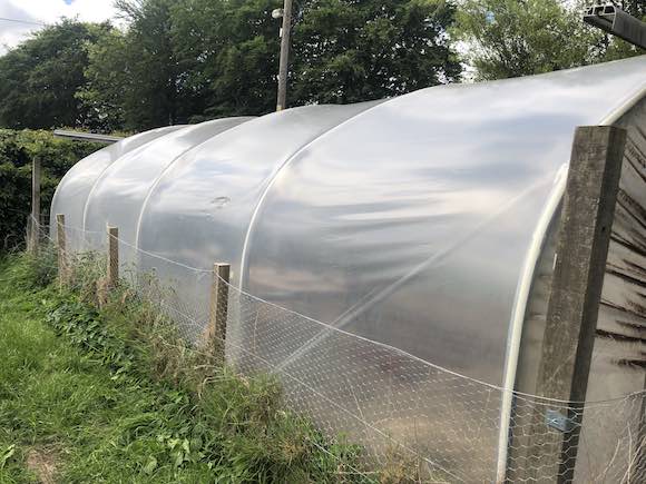 polytunnel