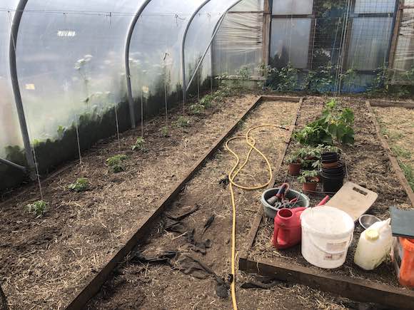 polytunnel