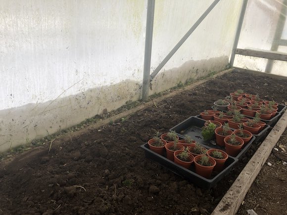 polytunnel