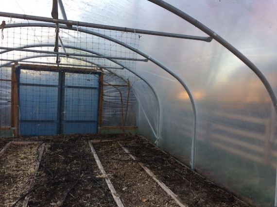 polytunnel