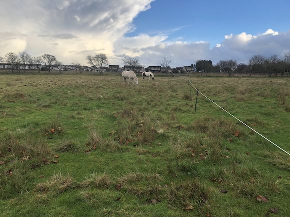 ponies